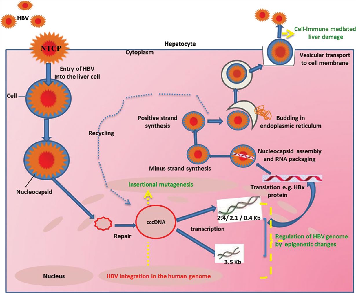 Biomarkers and Antibodies Development for Hepatitis