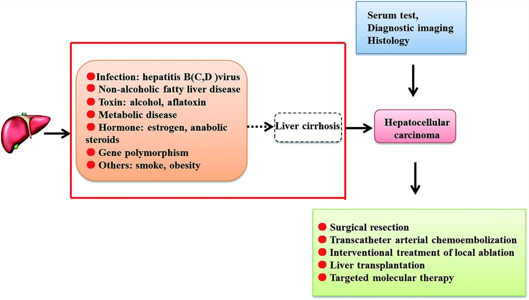 Biomarkers and Antibodies Development for Liver Cirrhosis