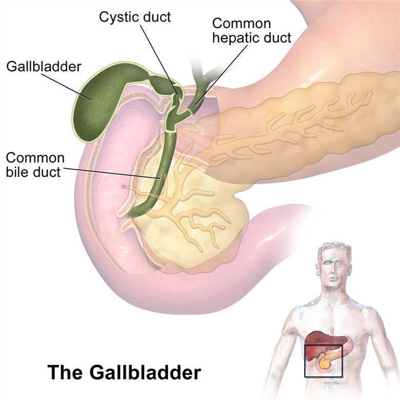 A schematic diagram of gallbladder.