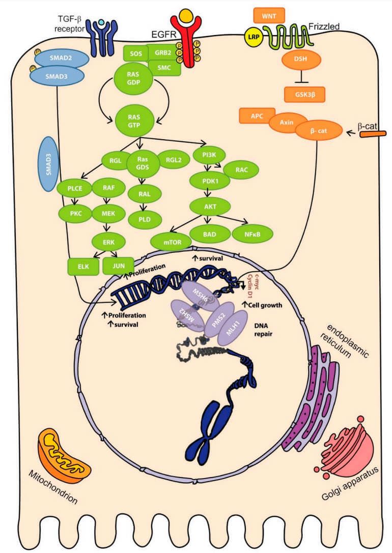 An overview of molecular pathways involved in colorectal carcinogenesis.