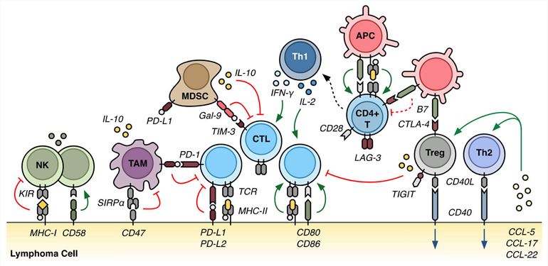A scheme summarizing the tumor microenvironment in lymphoma.