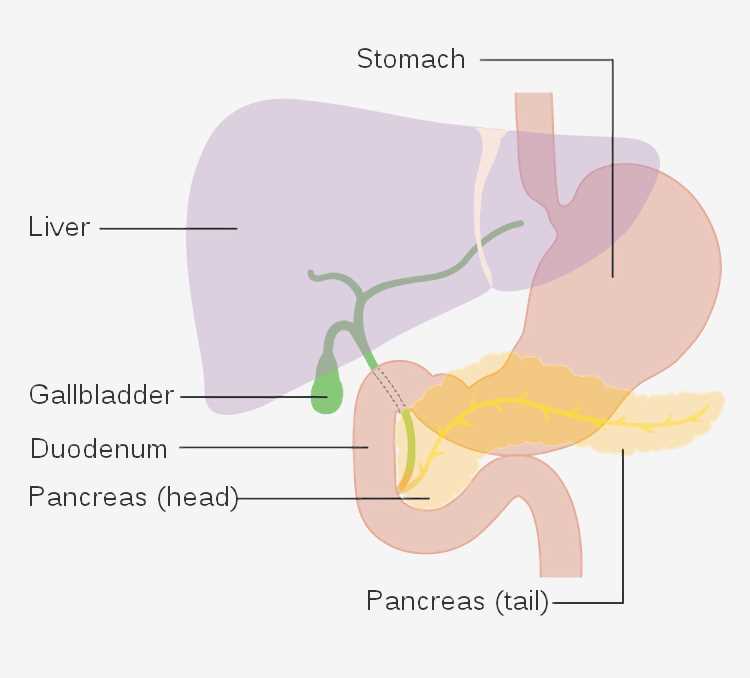 SDiagram showing the parts removed with a Whipple's operation CRUK.