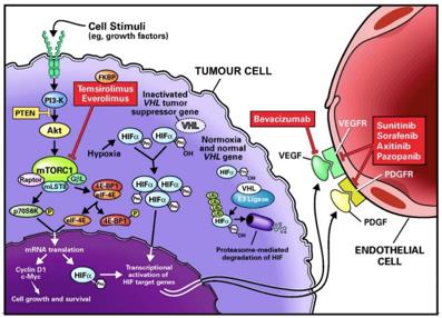 Schematic summary of interaction between tumor cells, tumor associated macrophages, and endothelial cells in renal cell carcinoma.
