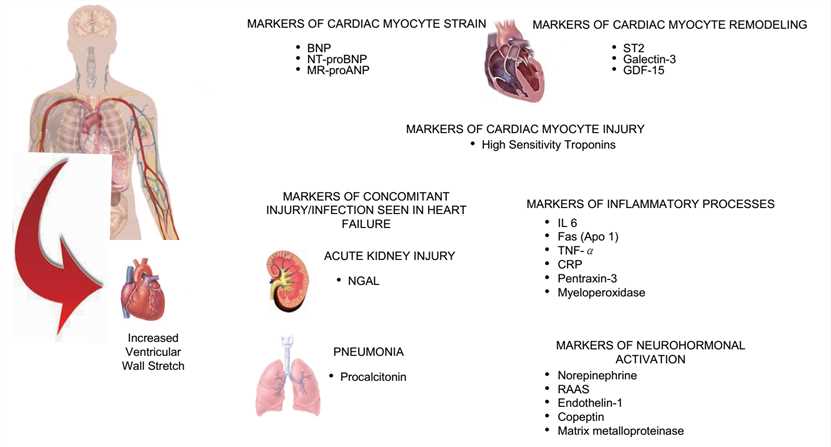 Schematic representation of the release of various biomarkers from organs in patients with HF.