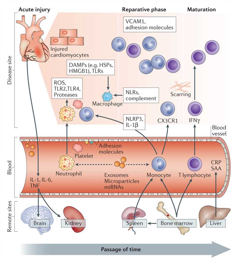 Biological pathways central to the pathogenesis of acute myocardial infarction.