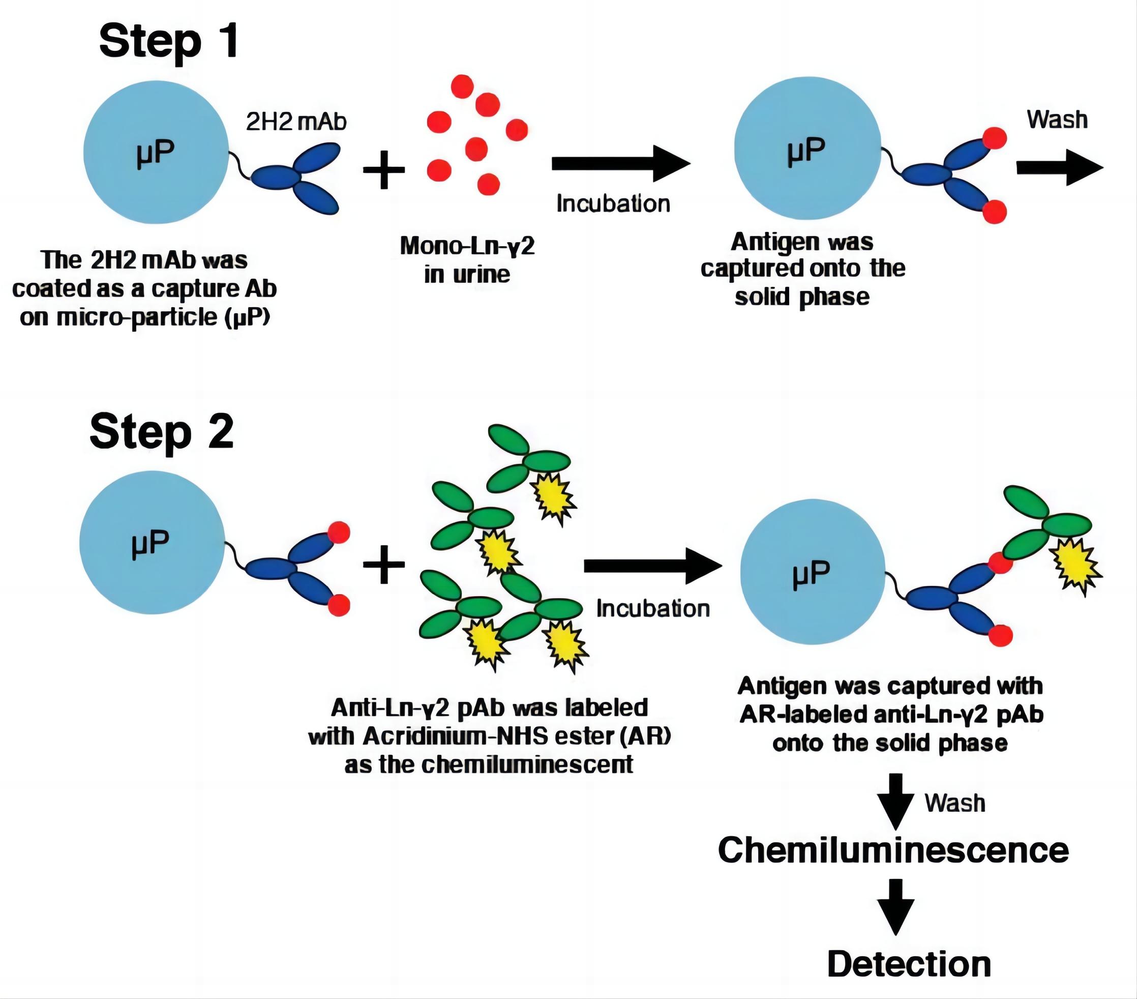 Fig.1 Detection method for CLIA.