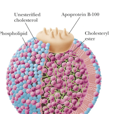 IVD Antibody Development Services for Cholesterol Marker