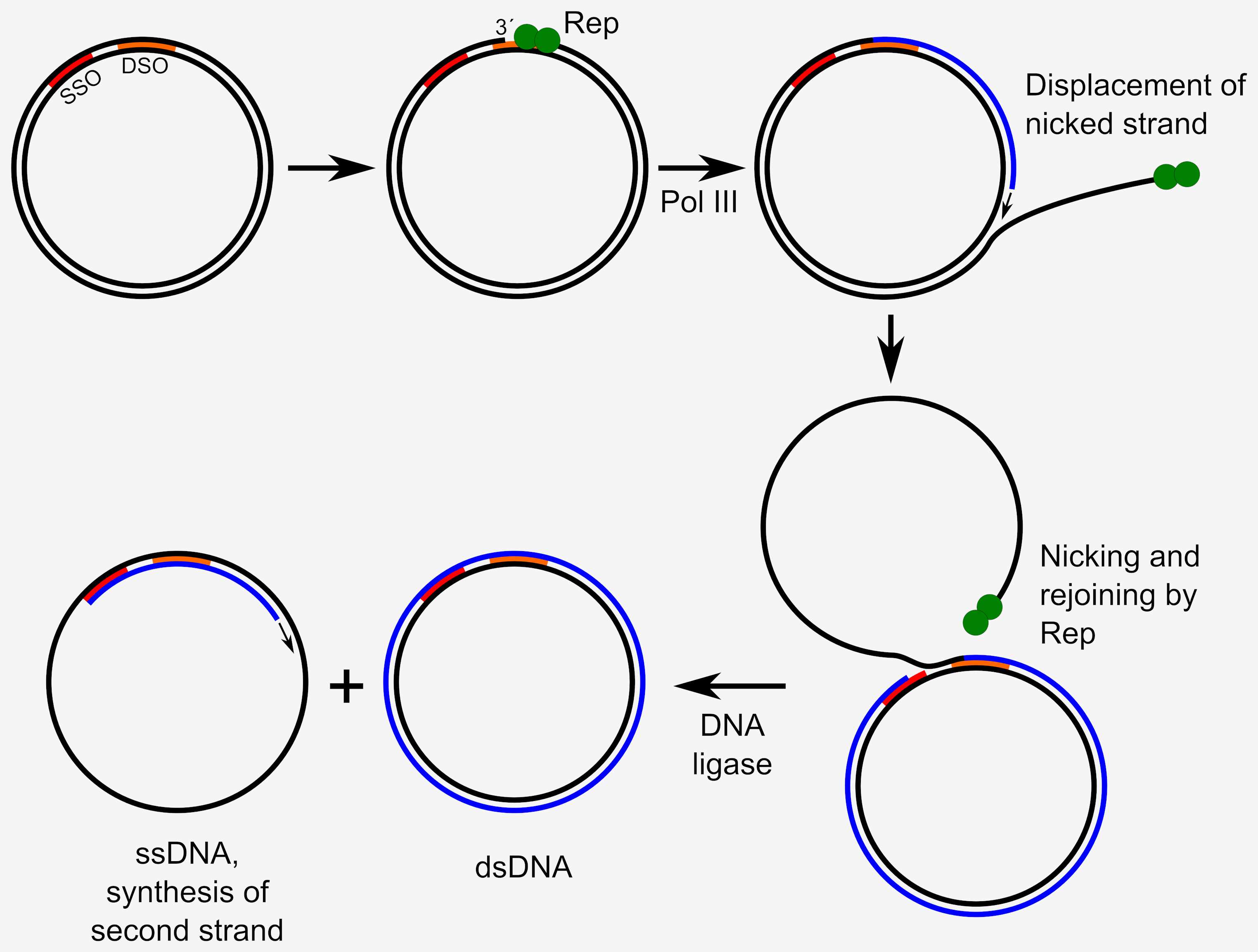 Fig.1 Process of RCA.