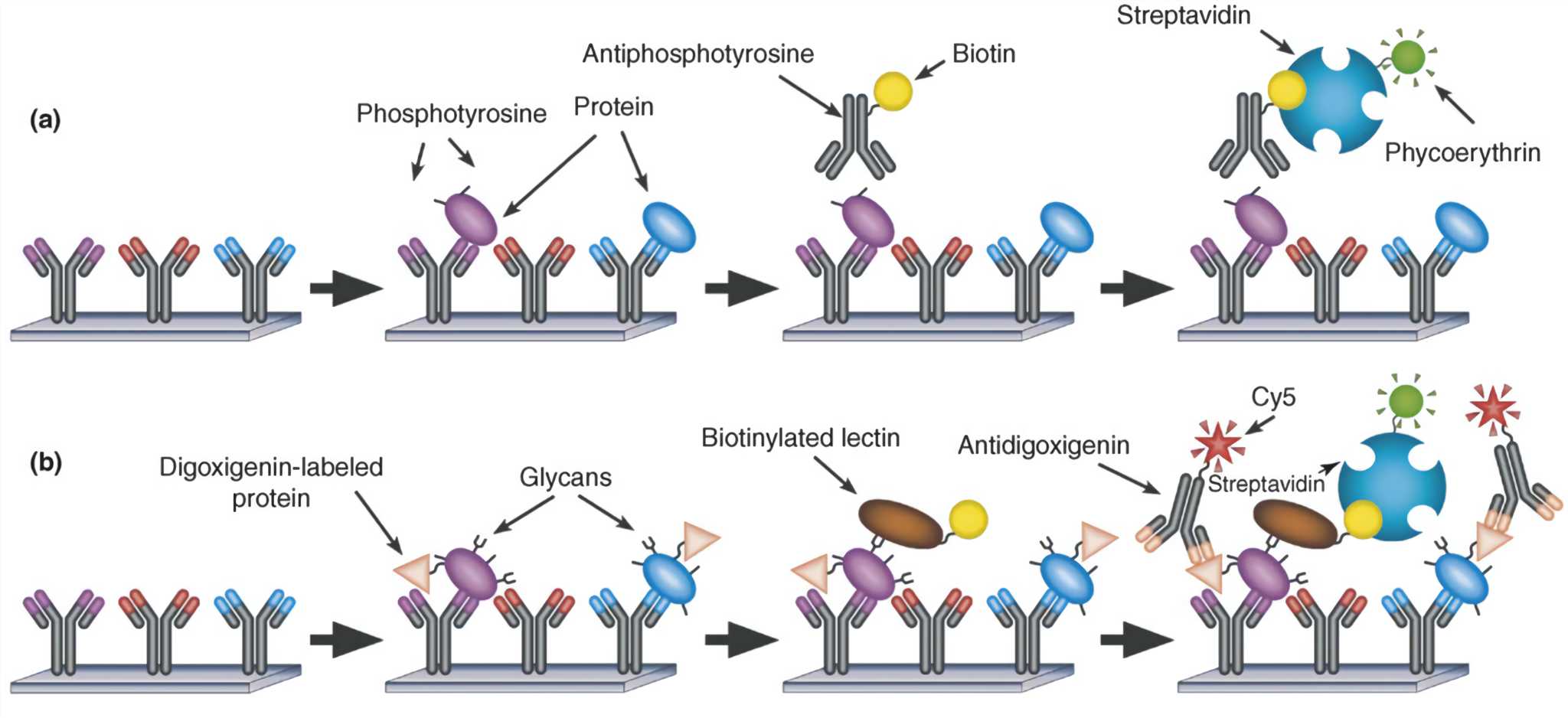 The detection of phosphorylation and glycosylation on antibody arrays.