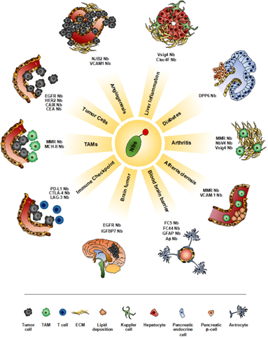 SdAbs as imaging tool for the visualization of different pathological conditions.