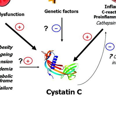 IVD Antibody Development Services for Cystatin C Marker