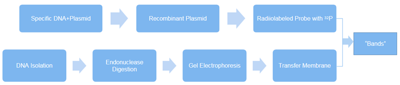 Fig.1 Steps in restriction endonuclease analysis of the DNA. (Creative Biolabs Original)