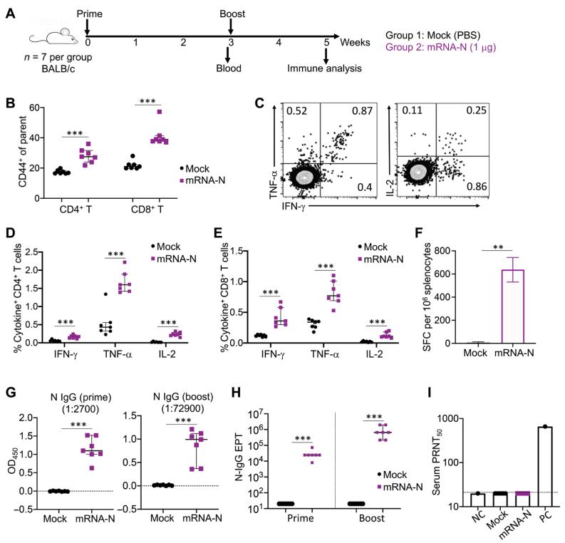 mRNA-N vaccination is immunogenic in mice.