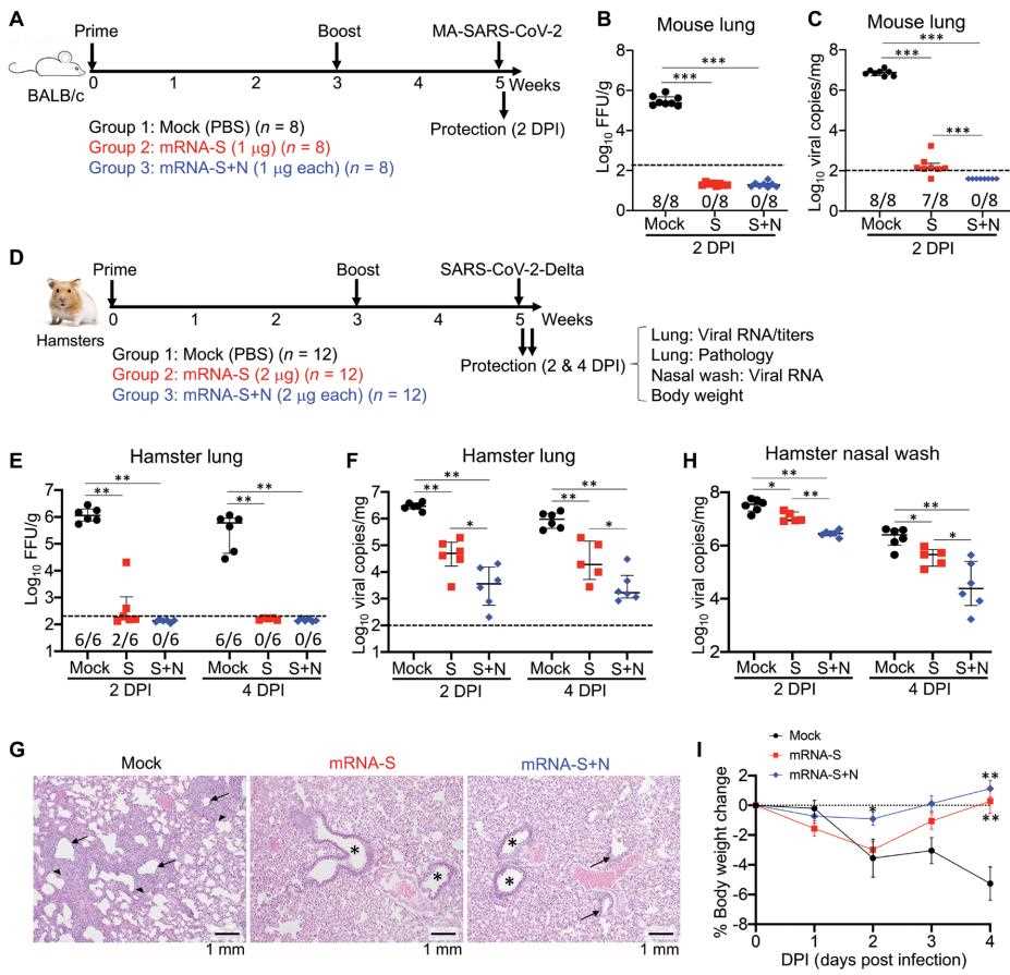Combination mRNA-S+N vaccination confers improved protection.