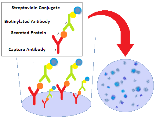 Fig.1 ELISpot assay.
