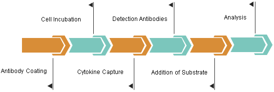 Fig.1 ELISpot. (Creative Biolabs Original)