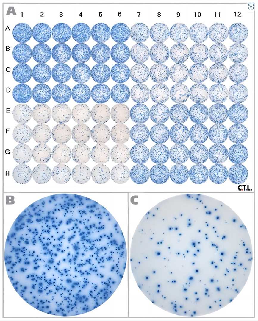 Schematic representation of the reference ELISpot assay plate.