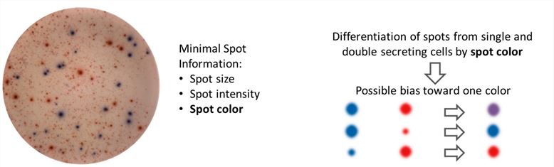 Fig.3 ELISopt. （Janetzki, et al., 2014）