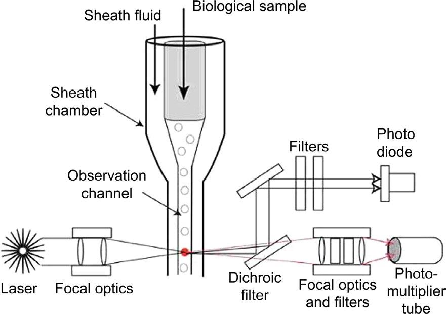 Schematic of flow cytometry setup.