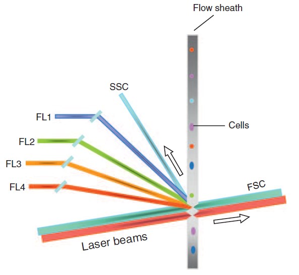 A simplified diagram of a flow cytometer. FL1, -2, -3, and -4 represent various types of fluorochromes.