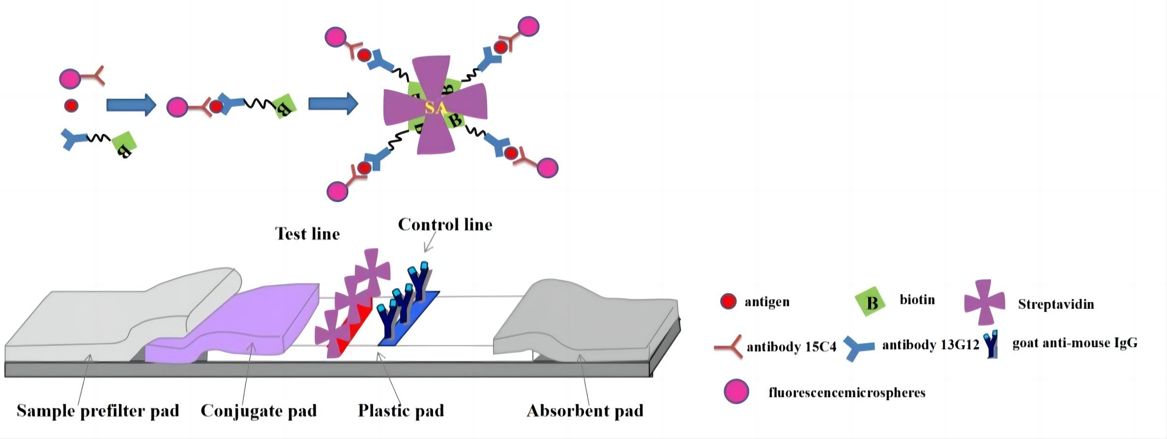Fig.7 Fluorescence immunoassay. (Cui, et al., 2017)