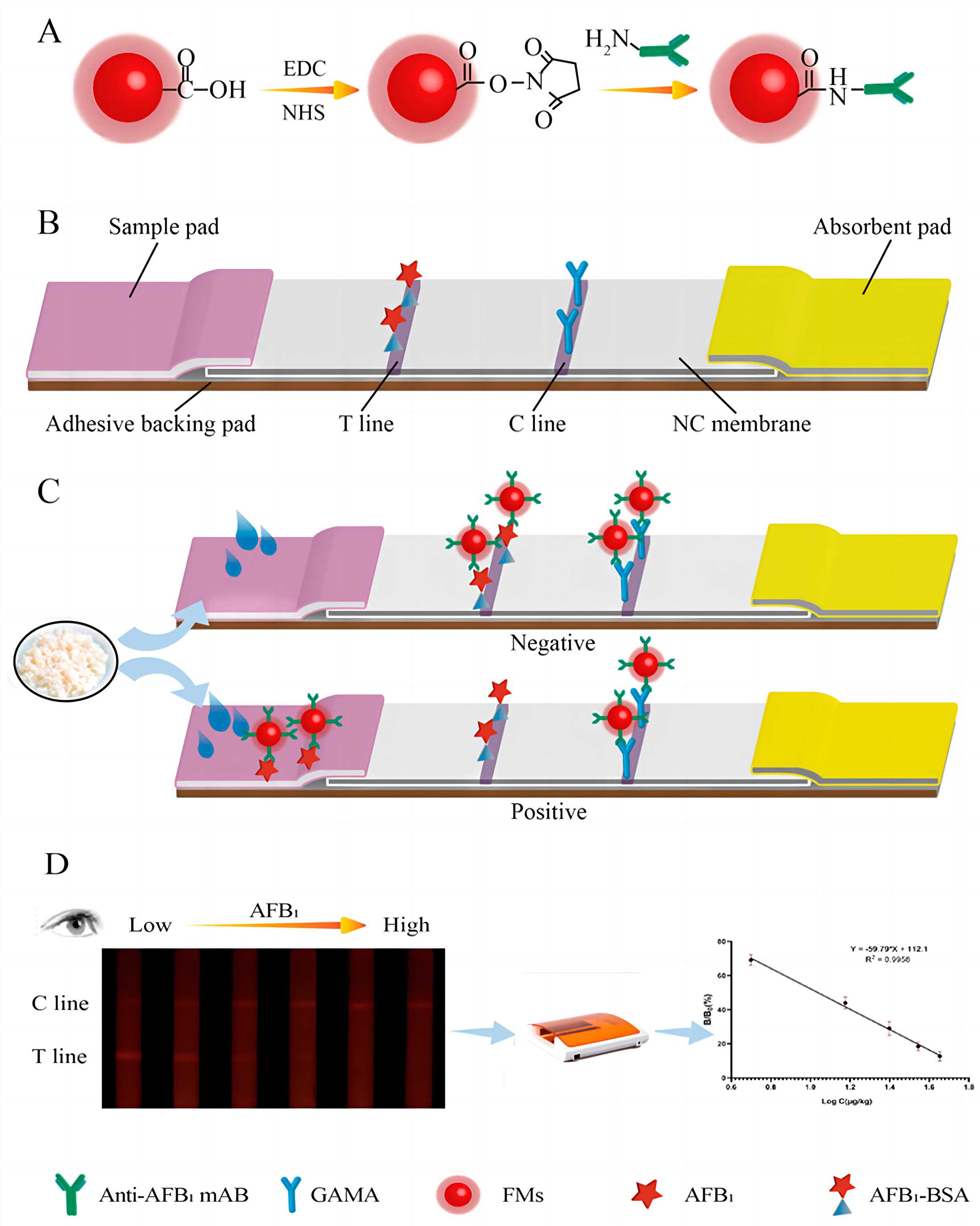 Fig.9 Workflow of fluorescent microsphere-based lateral immunochromatographic assay. (Zifei Wang, Pengjie Luo and Baodong Zheng, 2021)