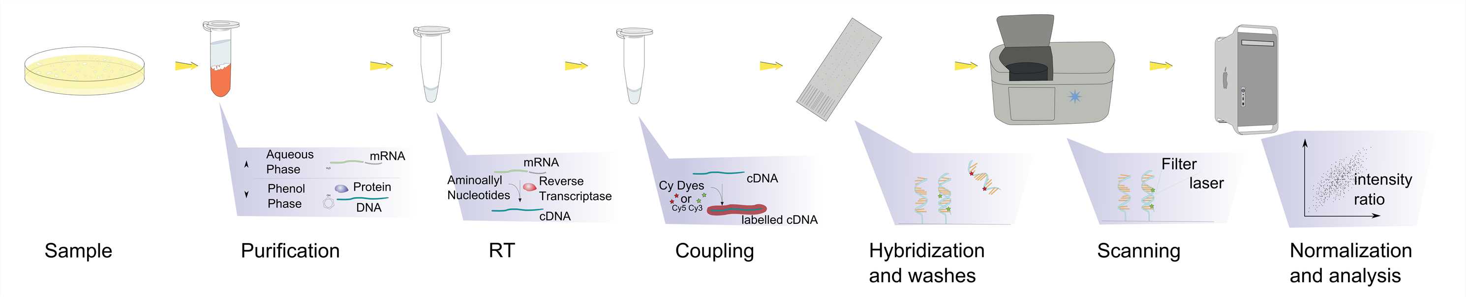 Schematic of the various steps in a microarray experiment.