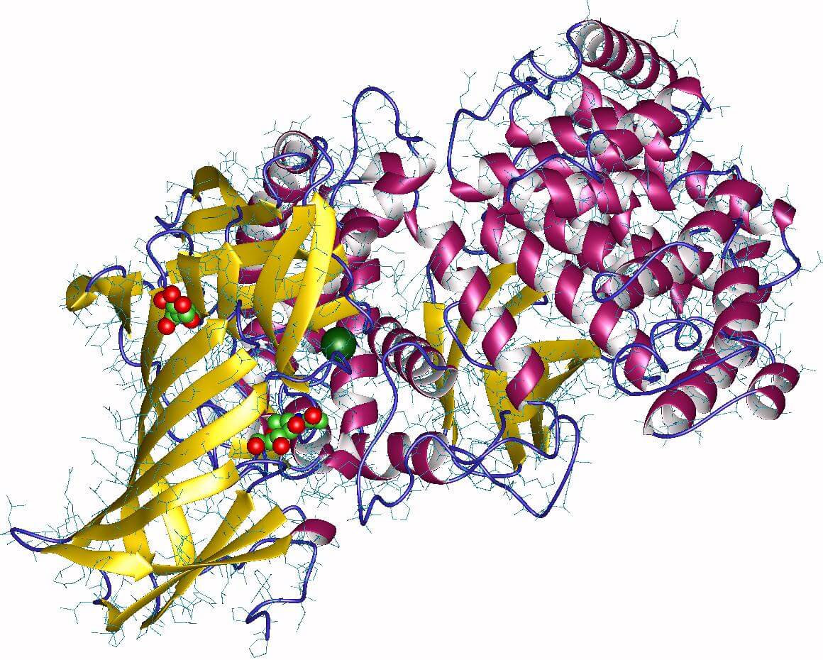 Alanine aminopeptidase.