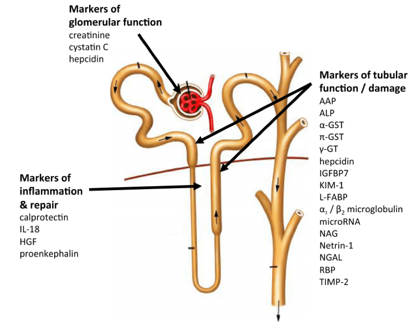 Biomarkers of AKI.