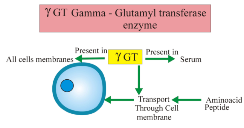 GGT takes parts in the transfer of the amino acid and peptides across the cell membrane.