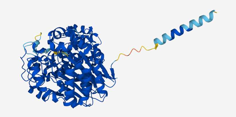 Fig.1 Gamma-glutamyl transpeptidase. (From Wiki: By Theplatypus277 - Own work, https://commons.wikimedia.org/wiki/File:GGT_structure.png)