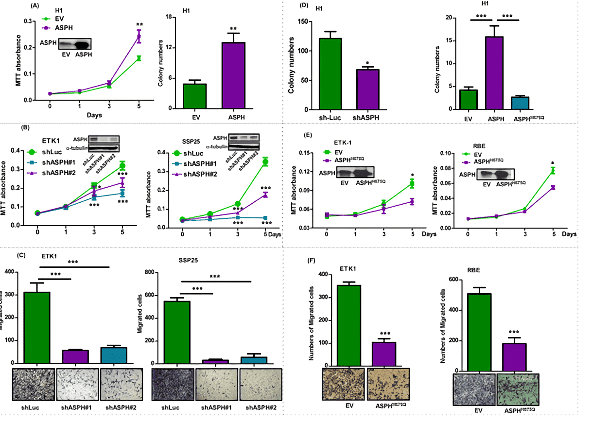 Malignant phenotypes with promoted ASPH expression in CCA cell lines.