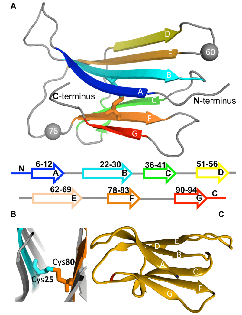 Predicting 3D structure of protein beta-2-microglobulin (B2M).