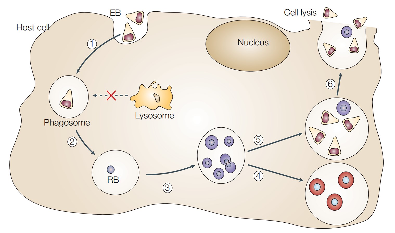 The developmental lifecycle of Chlamydia pneumoniae.