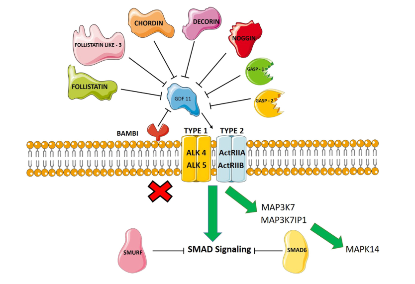 A schematic of extracellular, membrane-bound, and intracellular regulation of GDF 11 and the various inhibitors of GDF 11. SMURF – SMAD Specific E3 Ubiquitin Protein Ligase. (Jamaiyar, A., 2017)
