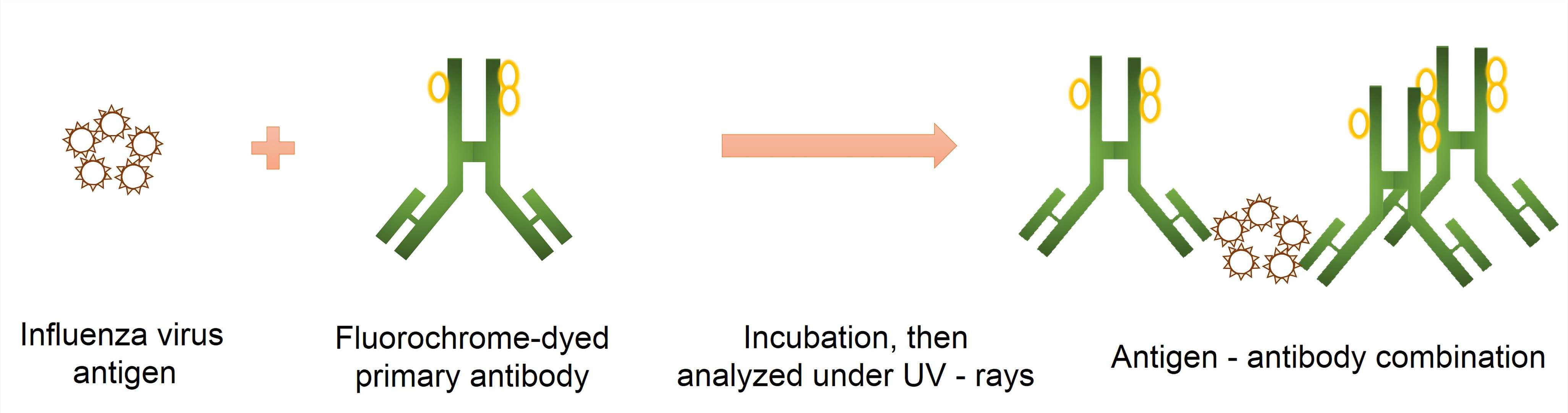 Schematic presentation of the direct immunoﬂuorescence antibody test for diagnosis of influenza A.