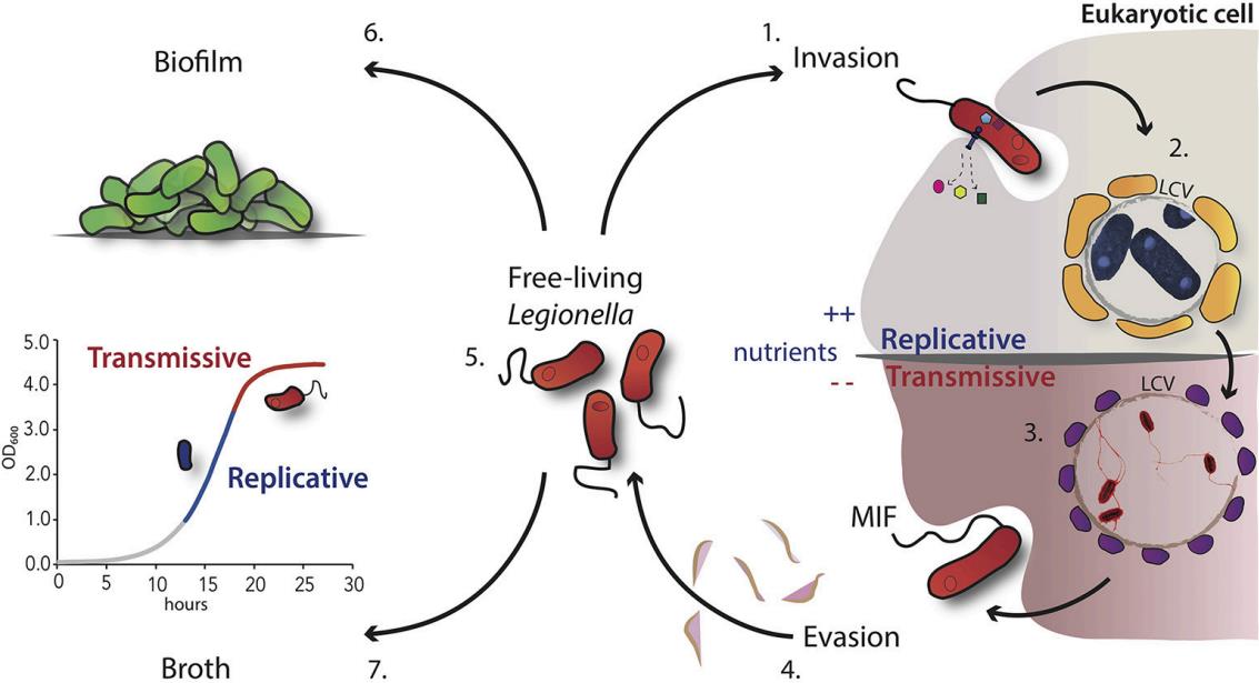 Intracellular life cycle of <em>L. pneumophila</em>.