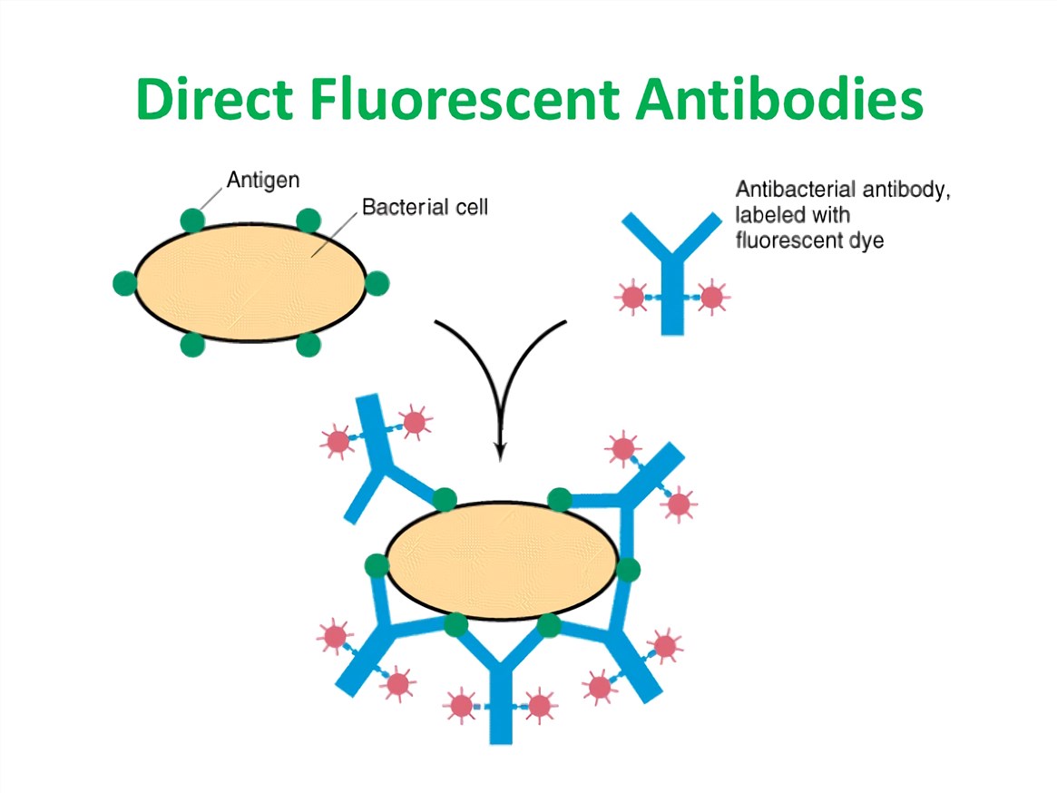 Fig.2 The principle of DFA staining. (Creative Biolabs Original)