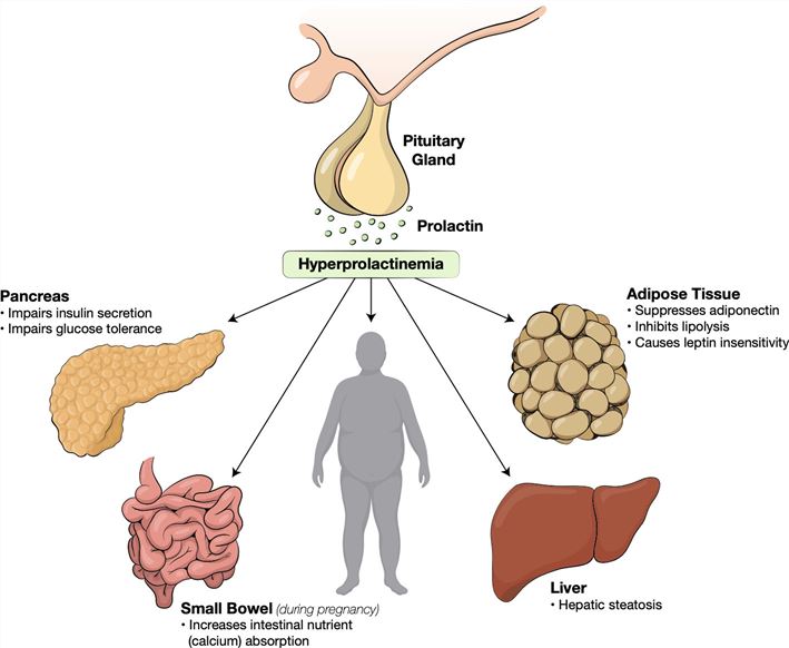 Metabolic effects of prolactin in hyperprolactinemia.