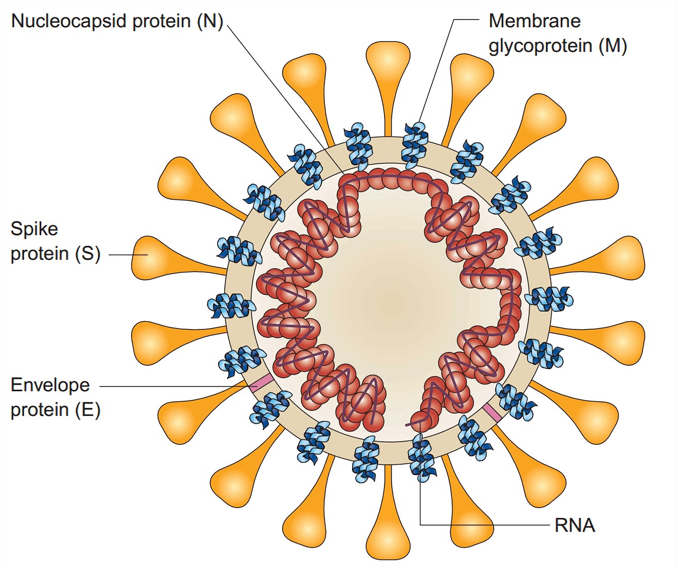 Schematic diagram of the SARS coronavirus structure.