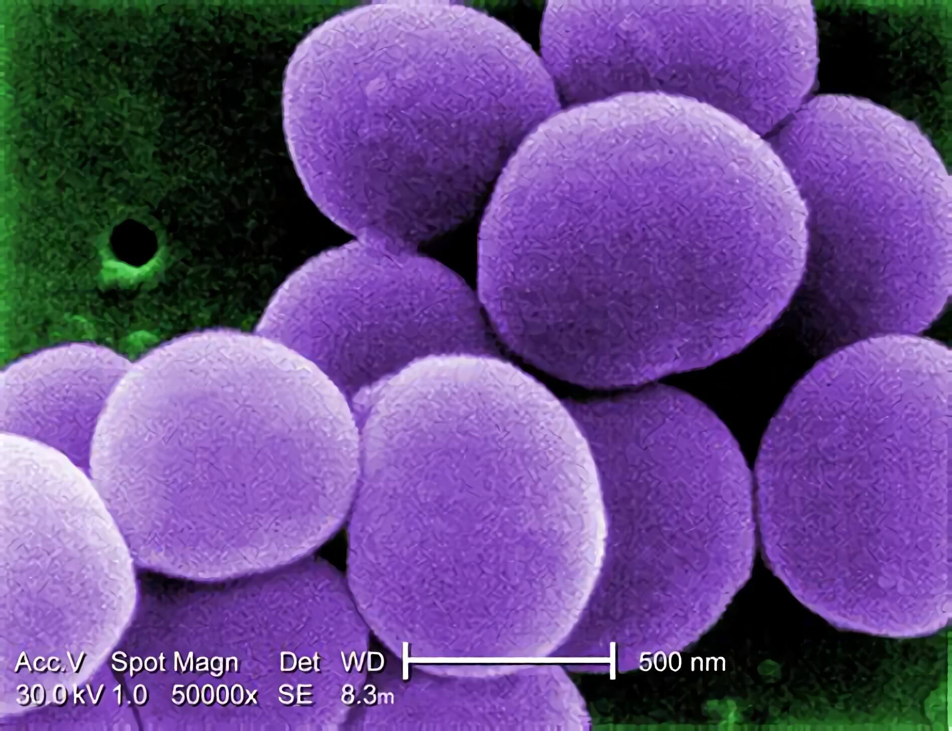 Fig.1 Staphylococcus morphology. (https://commons.wikimedia.org/wiki/File:Staphylococcus_aureus_VISA.jpg)