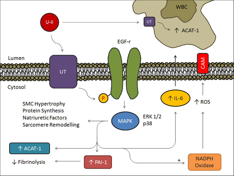 Schematic of the effects of UII in endothelial cells, vascular SMCs, and macrophages. (Tsoukas, P., 2011)