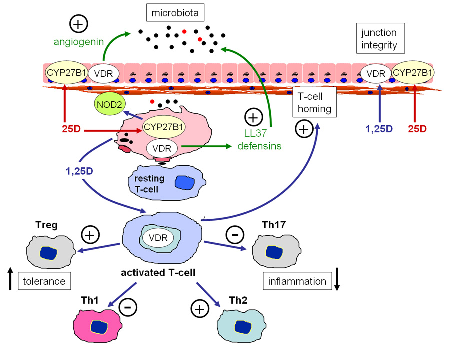 Fig.1 Vitamin D and barrier function in the gastrointestinal tract. (Fletcher, et al., 2019)
