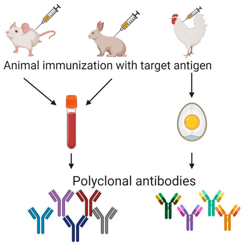 Fig.2 Polyclonals. （Garcia-Calvo, et al., 2020)