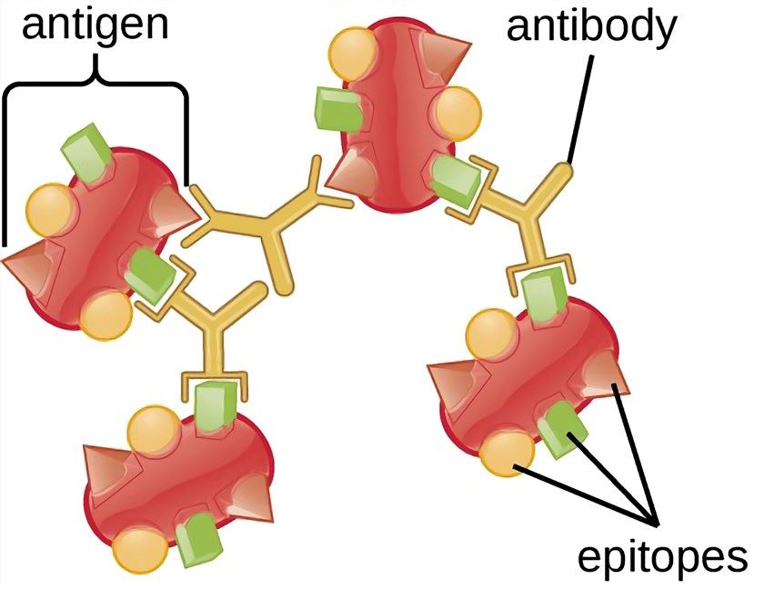 Fig.2 Polyclonal Antibody Development. (Creative Biolabs Authorized)