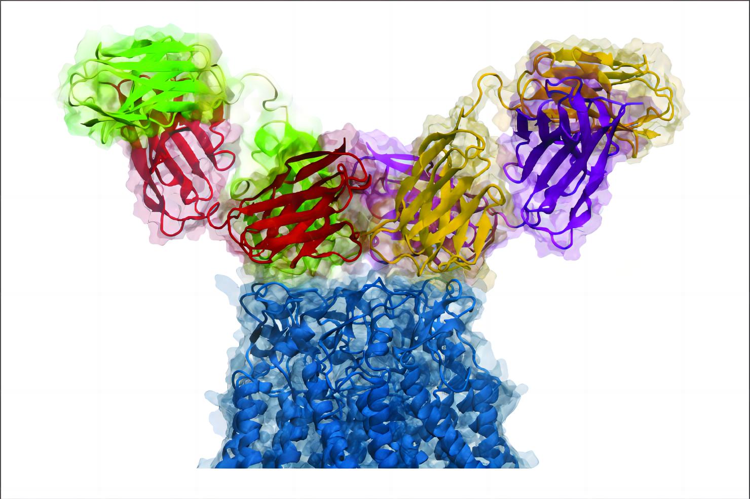 Fig.4 Antibody pairs development. (Ziraldo, et al., 2019)