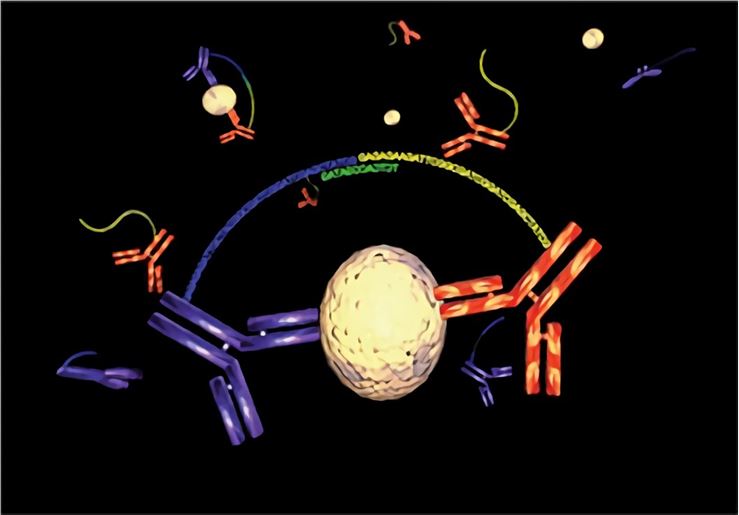 Fig.4 Antibody Pair Development. (Creative Biolabs Authorized)