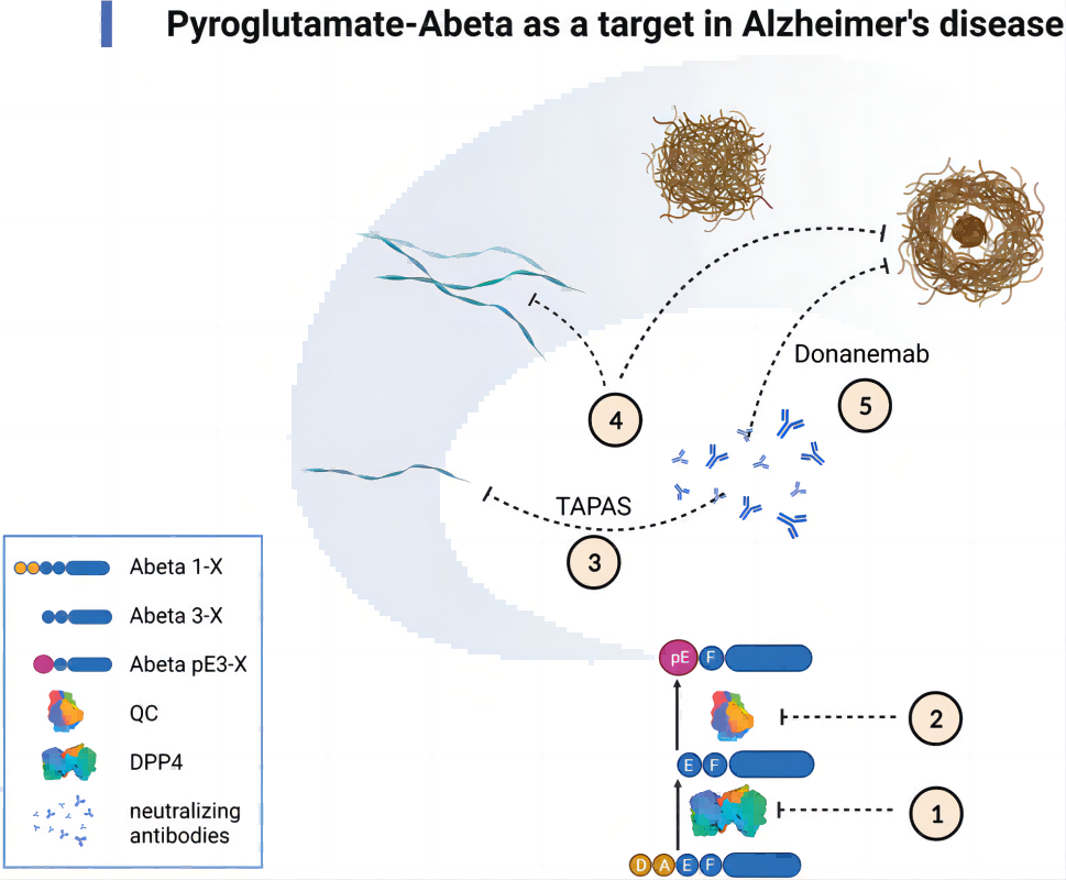 Fig.1 Aβ as a potential therapeutic target in Alzheimer's disease. (Bayer, et al., 2022)