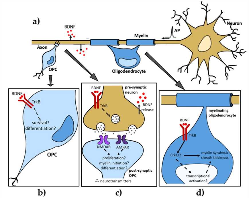 IVD Antibody Development Services for BDNF Marker