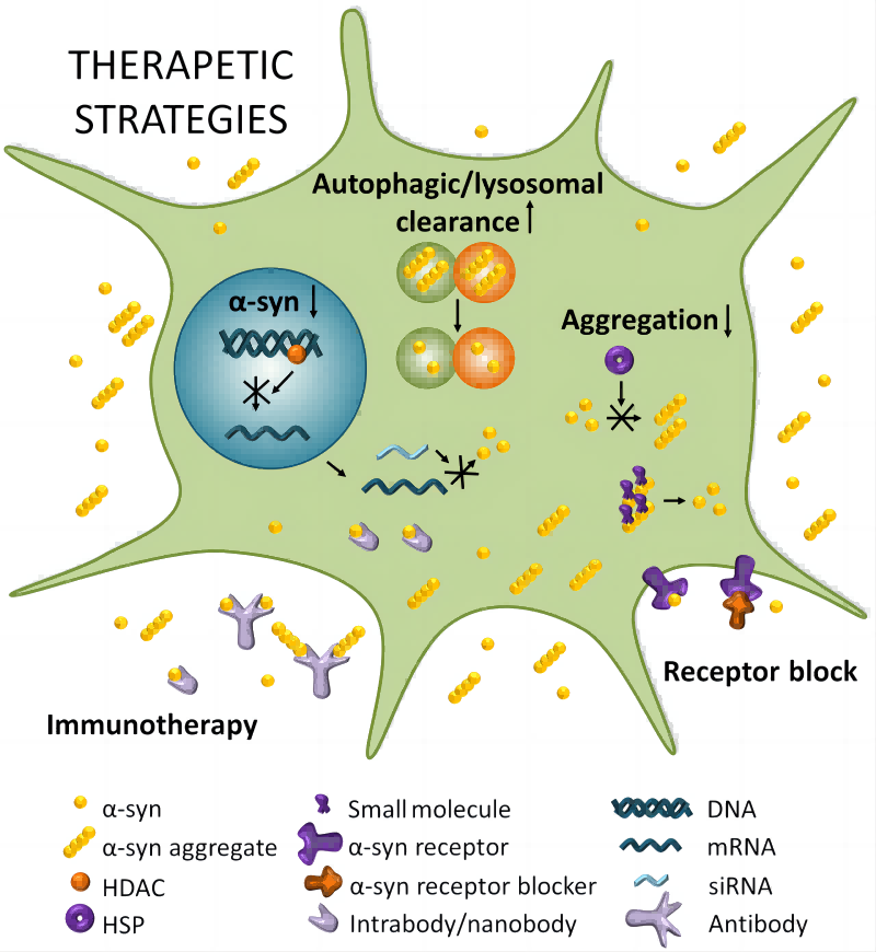 Fig.1 α-Synuclein targeting for PD therapy. (Bayer, et al., 2022)